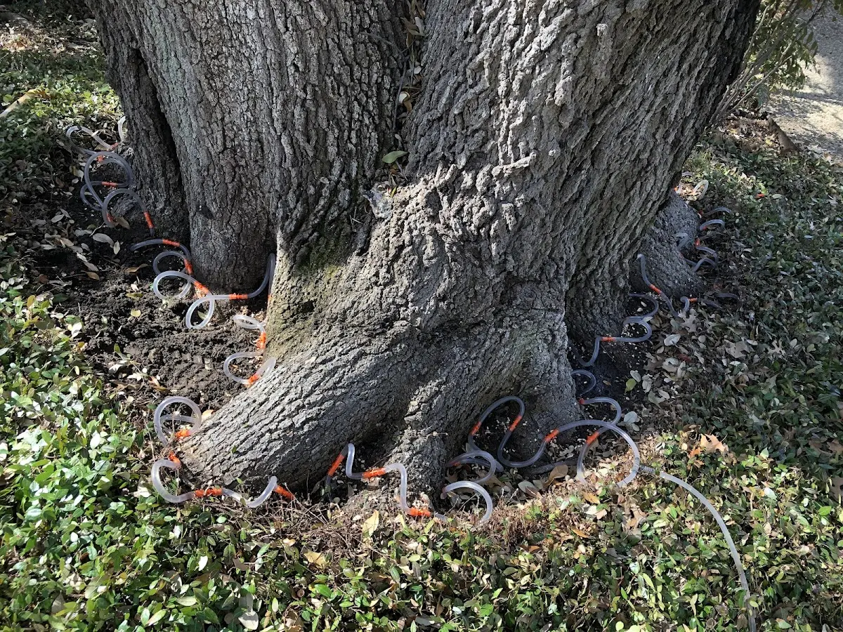 Detailed Tree Cabling and Bracing job site in Hachita