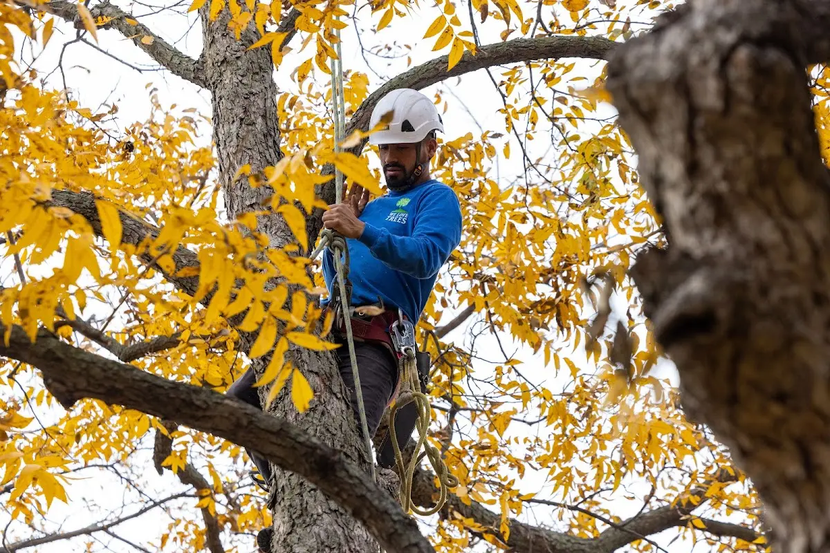 Skilled Tree Planing crew working in Hachita